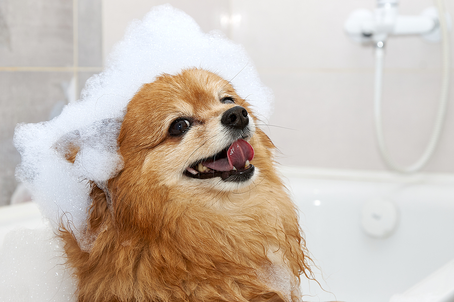 Happy face of a red dog in the bathroom with foam on his head. The hair of a German Spitz dog is washed in the shower